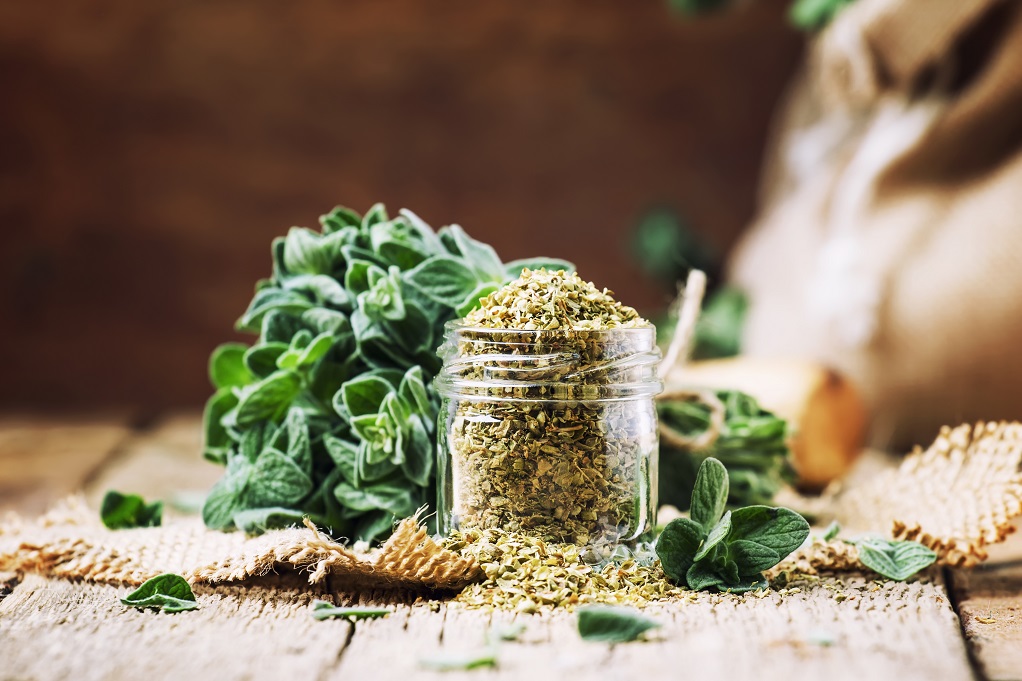 Zaatar frais, l'or vert du Levant - Maison AlephMaison Aleph